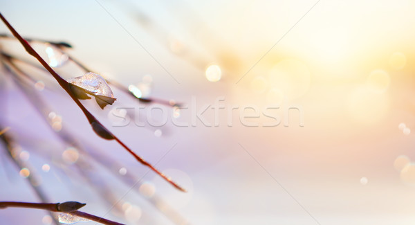 spring icicle melts; march tree branch background Stock photo © Konstanttin