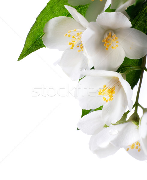 Fehér virág izolált fehér természet levél kert Stock fotó © Konstanttin
