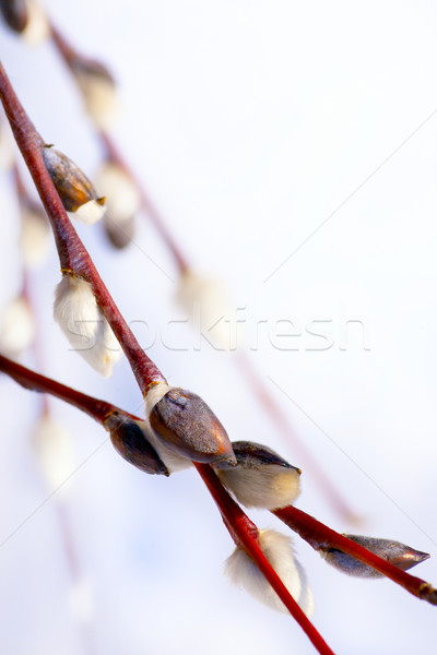 Art fleur de printemps saule chatte ciel fleur [[stock_photo]] © Konstanttin