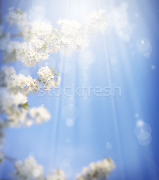 Art printemps lumière design beauté été Photo stock © Konstanttin