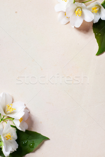 art jasmine spring flowers frame on old paper background Stock photo © Konstanttin