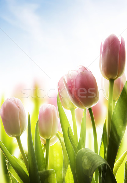 Sztuki pokryty rosa światło słoneczne kwiaty Zdjęcia stock © Konstanttin