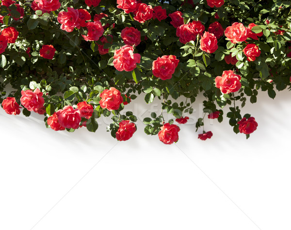 Frumos flori textură dragoste trandafir Imagine de stoc © Konstanttin