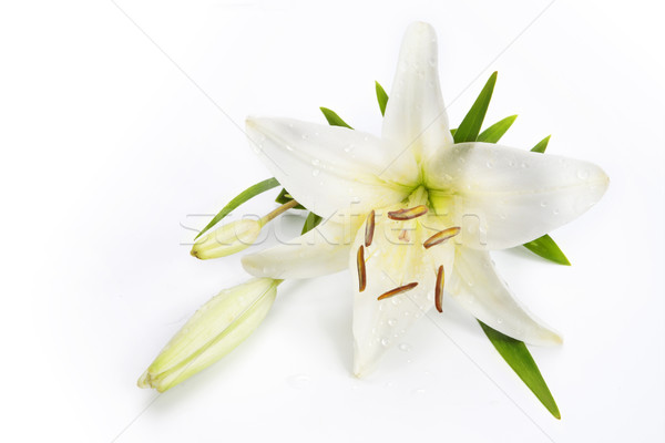 lily flower isolated on a white background Stock photo © Konstanttin