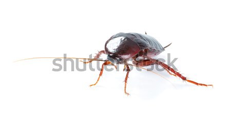 Sanat hamamböceği böcek yalıtılmış beyaz ölü Stok fotoğraf © Konstanttin