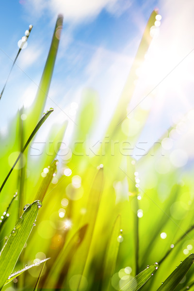 Zdjęcia stock: Wiosną · streszczenie · charakter · lata · trawy · Błękitne · niebo