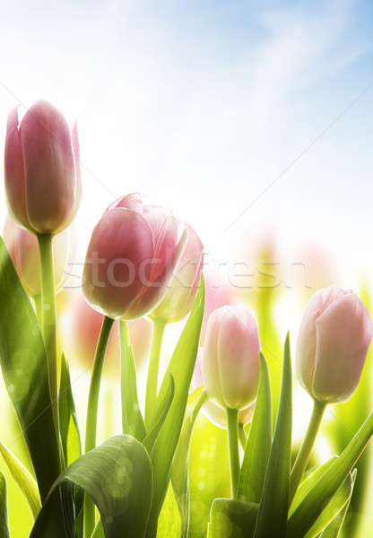 Art fleurs sauvages couvert rosée lumière du soleil Pâques Photo stock © Konstanttin