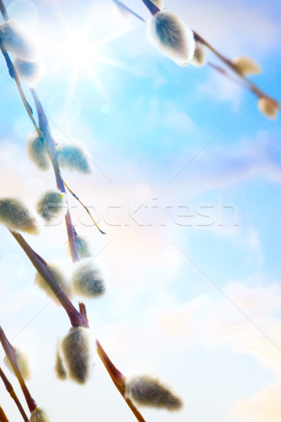 Arte flores de primavera sauce rama árbol primavera Foto stock © Konstanttin