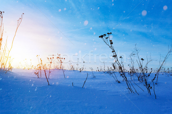 beautiful winter landscape; sunset on the snowy frozen field; ic Stock photo © Konstanttin