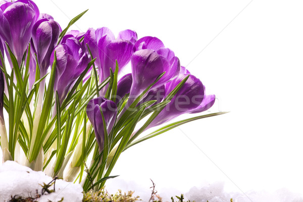 Zdjęcia stock: Sztuki · piękna · wiosennych · kwiatów · kwiaty · trawy · śniegu