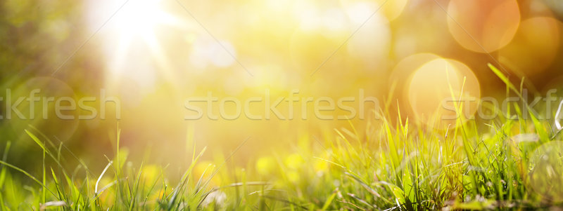 Sanat soyut bahar yaz taze çim Stok fotoğraf © Konstanttin