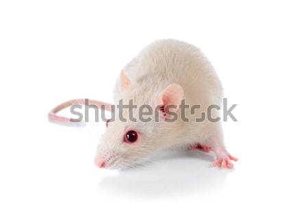 Biały myszą odizolowany funny głowie nosa Zdjęcia stock © konturvid