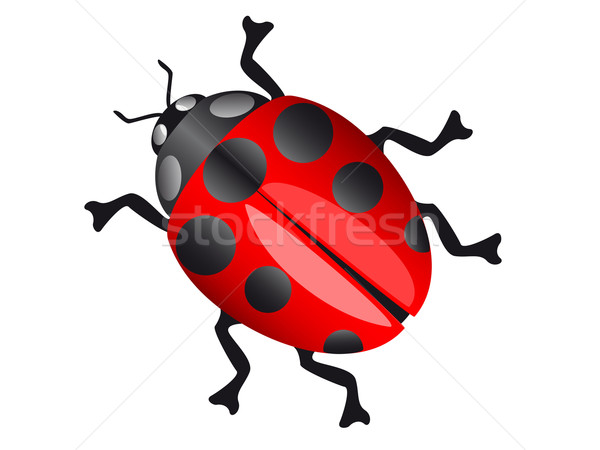 Ladybird gândac izolat alb ilustrare proiect Imagine de stoc © konturvid