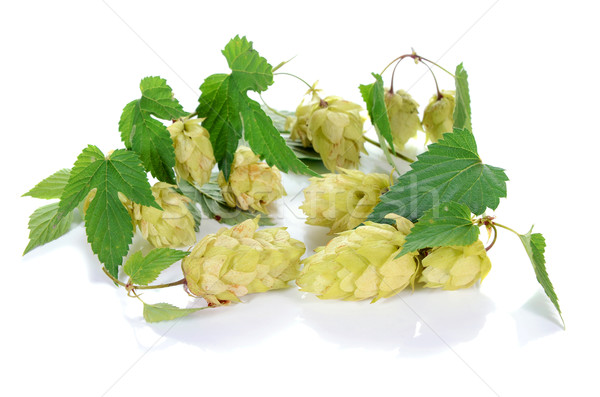 hop ingredient for beer Stock photo © konturvid