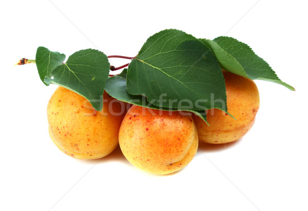 [[stock_photo]]: Abricot · isolé · blanche · feuille · fruits · fond