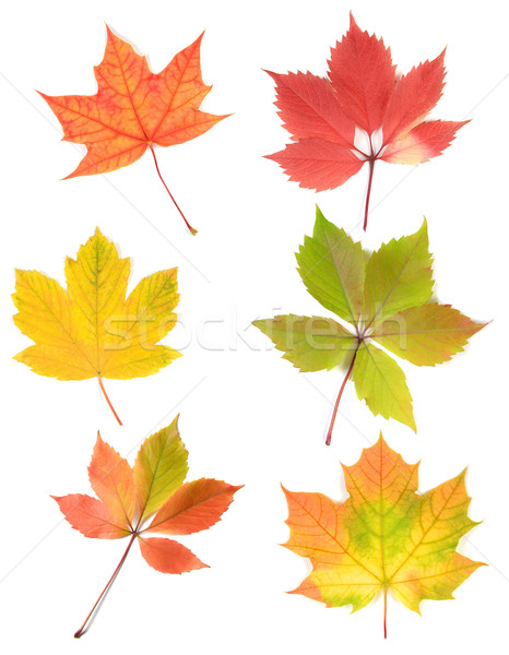 Herbstlaub isoliert weiß orange Herbst Farben Stock foto © konturvid