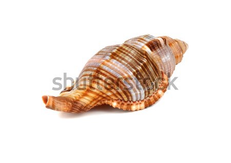 marine cockleshell Stock photo © konturvid