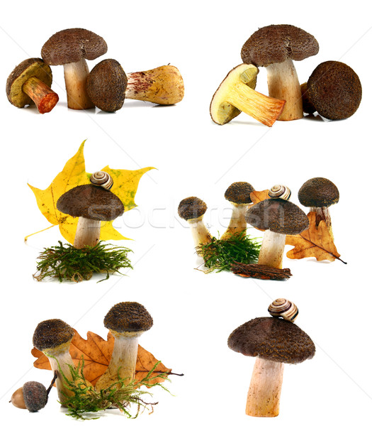 [[stock_photo]]: Champignons · isolé · blanche · alimentaire · bébé · nature