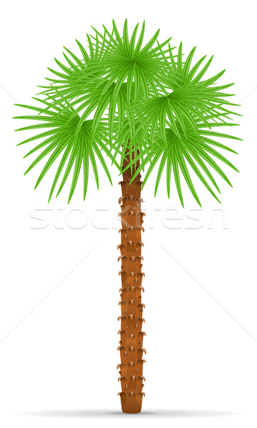 Foto stock: Palmera · aislado · blanco · hoja · fondo · belleza