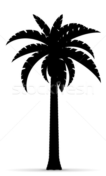 Foto stock: Palmeira · preto · silhueta · isolado · branco