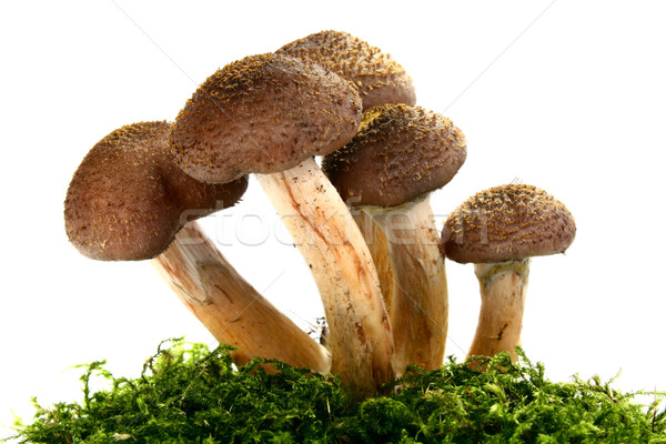 Champignons geïsoleerd witte voedsel baby natuur Stockfoto © konturvid