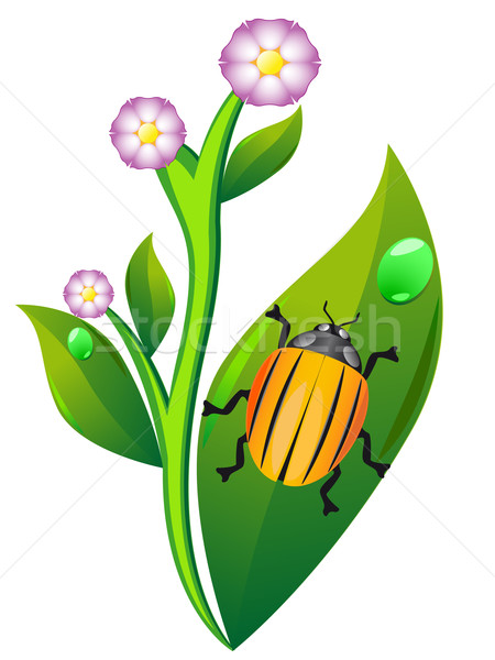 colorado beetle on leaf potato Stock photo © konturvid