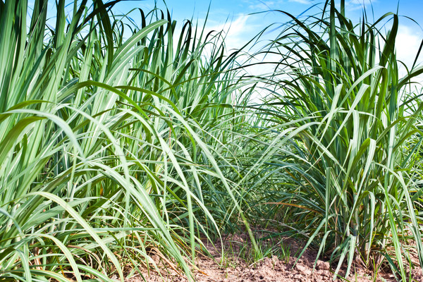 Zuckerrohr Bereich Wachstum Gras Landschaft Sommer Stock foto © koratmember