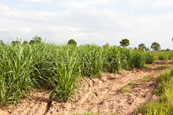砂糖黍 フィールド 成長 草 風景 夏 ストックフォト © koratmember