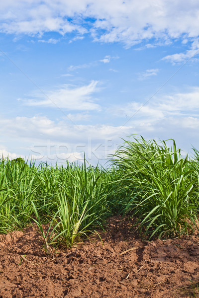 sugar cane field Stock photo © koratmember