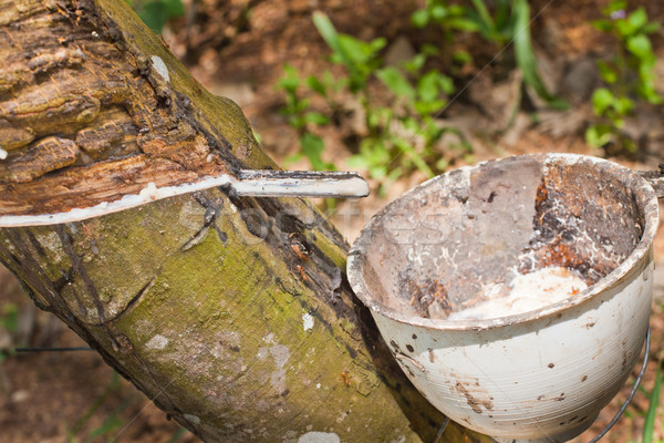 Milk of rubber tree flows into a wooden bowl, Eastern of Thailand . Stock photo © koratmember