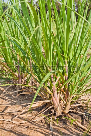 Cukier trzcinowy dziedzinie wcześnie wzrostu trawy krajobraz Zdjęcia stock © koratmember