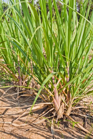 sugar cane field Stock photo © koratmember