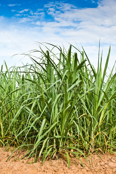 Cukier trzcinowy dziedzinie wzrostu trawy krajobraz lata Zdjęcia stock © koratmember