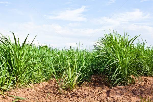 砂糖黍 フィールド 成長 草 風景 夏 ストックフォト © koratmember