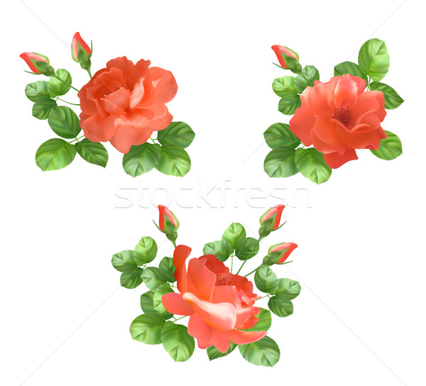 Vector flower rose collection Stock photo © kostins