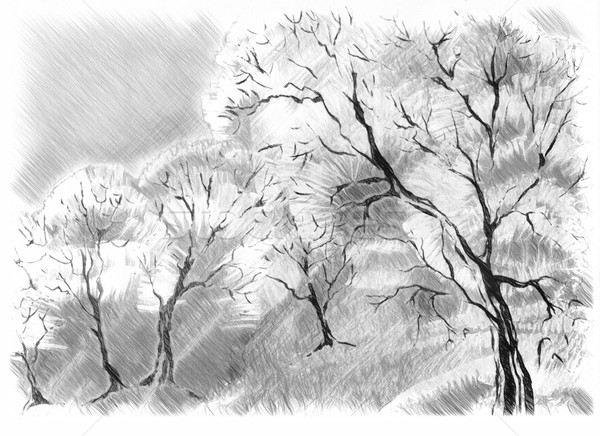 Sketch of the trees Stock photo © kostins