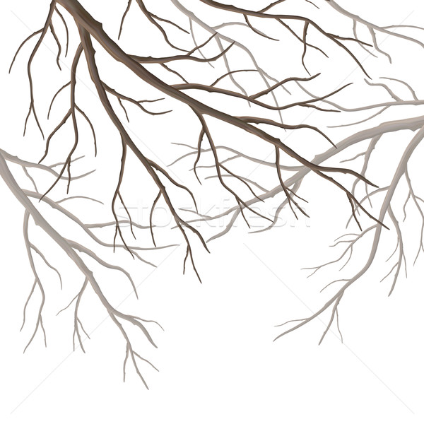 Stok fotoğraf: Vektör · ağaç · gerçekçi · siluet · yalıtılmış