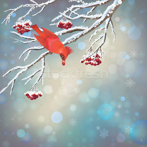 Christmas Vector Snowy Rowan Berries Bird Card Stock photo © kostins