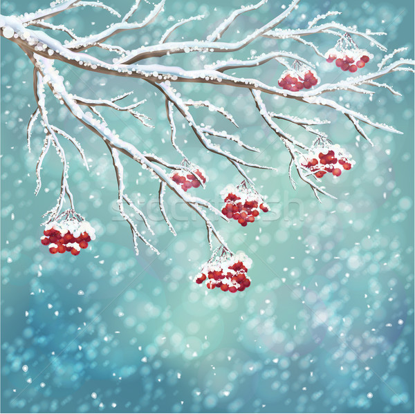 Winter snow-covered rowanberry branch background Stock photo © kostins