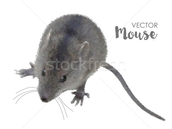 House mouse on white Stock photo © kostins