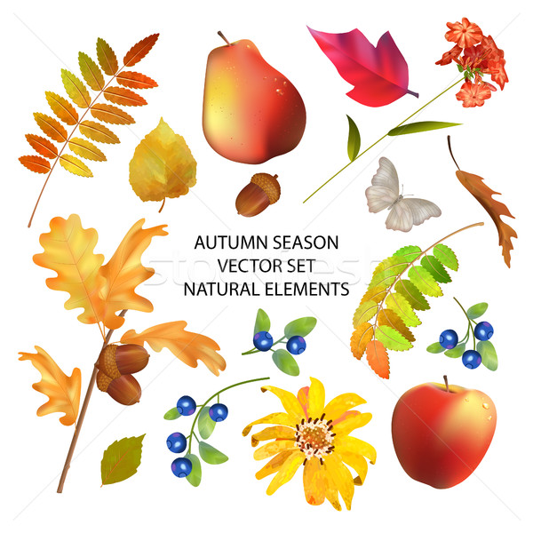 Autumn Season Collection Stock photo © kostins