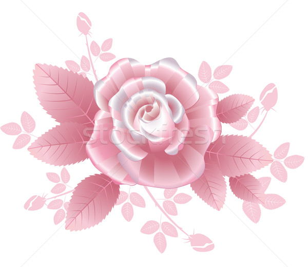 Pink Rose Stock photo © kostins