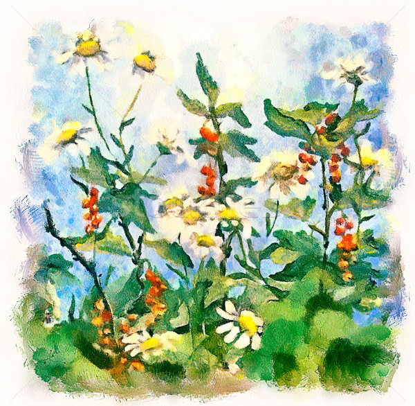 Sommer Landschaft Gänseblümchen Johannisbeere Blume Wasserfarbe Stock foto © kostins