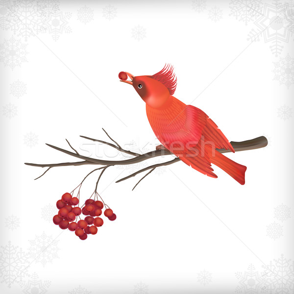 Winter Christmas Bird Rowan Tree Branches Stock photo © kostins