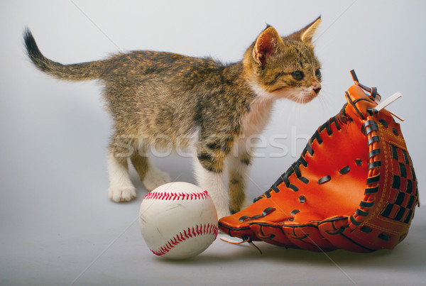 Stok fotoğraf: Kedi · beysbol · küçük · beyzbol · eldiveni · köpek · doğa