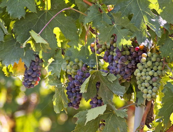 Grape Stock photo © Koufax73