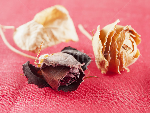 Dried roses Stock photo © Koufax73