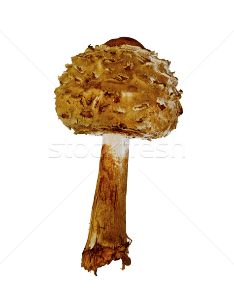 Mushroom Stock photo © Koufax73