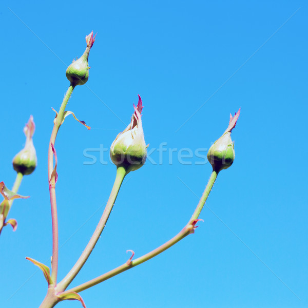 Rama profundo cielo azul aumentó naturaleza hoja Foto stock © Koufax73