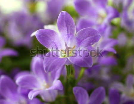 Bluebell Stock photo © Koufax73